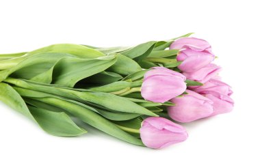 güzel beyaz izole mor Lale buketi