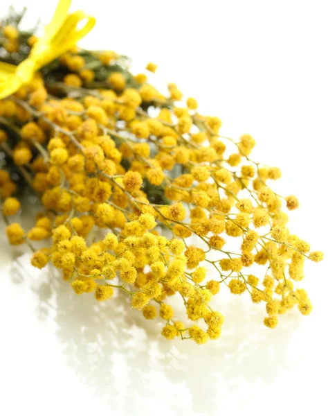 Ramoscelli di fiori di mimosa, isolati su bianco — Foto Stock