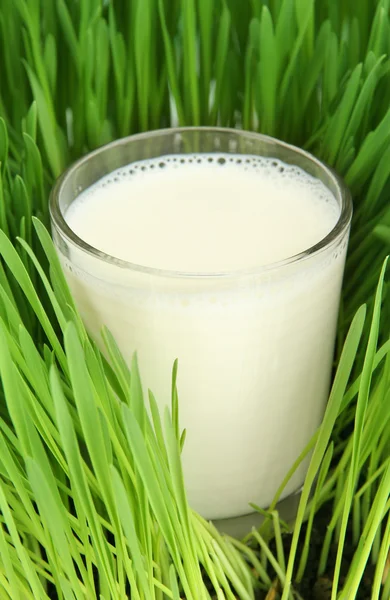Glas Milch im Gras aus nächster Nähe — Stockfoto