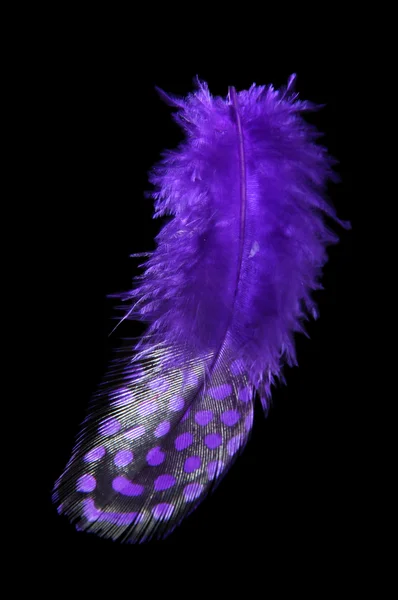 Beautiful decorative feather , isolated on white — Stock Photo, Image