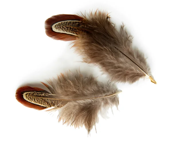 Beautiful decorative feathers, isolated on white — Stock Photo, Image