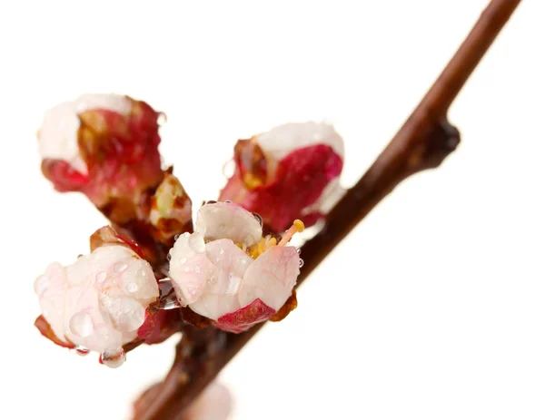 Beautiful apricot blossom with drops, isolated on white — Stock Photo, Image