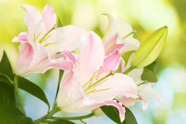 Beautiful lily on bright background — Stock Photo, Image