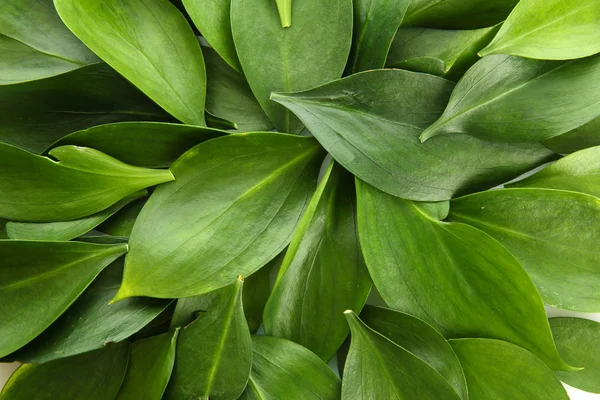 Folhas verdes bonitas, close-up — Fotografia de Stock