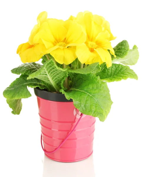 Bella primula gialla in vaso da fiori, isolata su bianco — Foto Stock