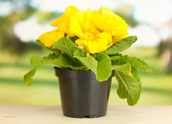 Schöne gelbe Primeln im Blumentopf auf Holztisch auf grünem Hintergrund — Stockfoto