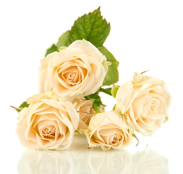 白で隔離される美しいクリーミーなバラの花のクローズ アップ — ストック写真