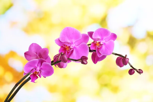 Orchidée douce belle sur fond naturel — Photo