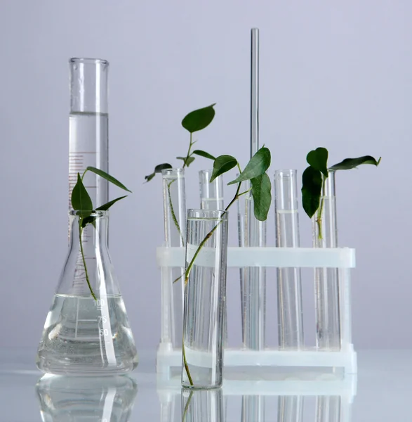 Test tüpleri ile gri arka plan üzerinde bitki — Stok fotoğraf