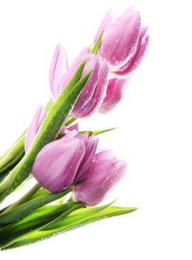 güzel beyaz izole mor Lale buketi