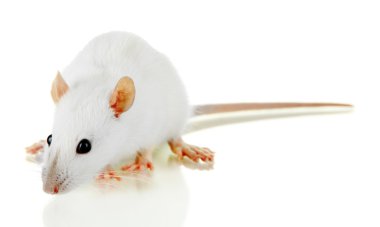 komik küçük fare, üzerinde beyaz izole