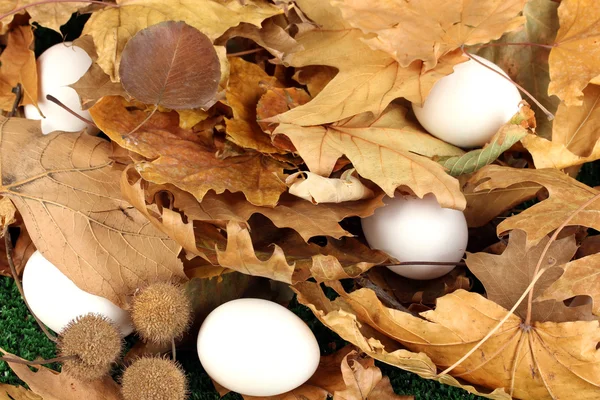Easter eggs hidden in leaves — Stock Photo, Image