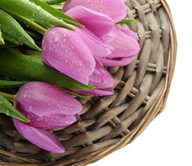 güzel beyaz izole mor Lale buketi