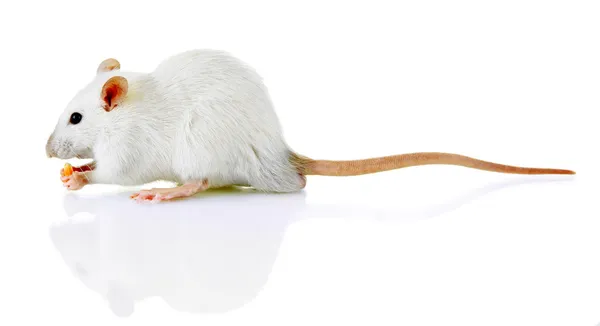 Pequeña rata divertida con comida, aislada en blanco —  Fotos de Stock