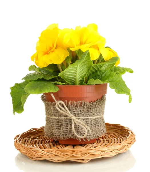 Hermosa primula amarilla en maceta, aislada en blanco — Foto de Stock