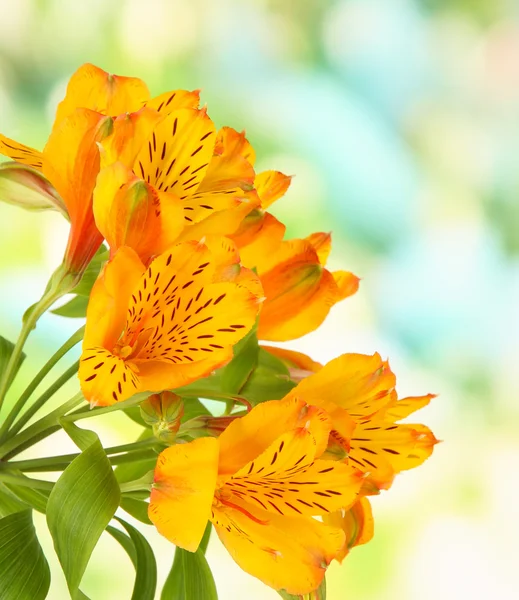 Alstroemerias flowers on bright background — Stock Photo, Image