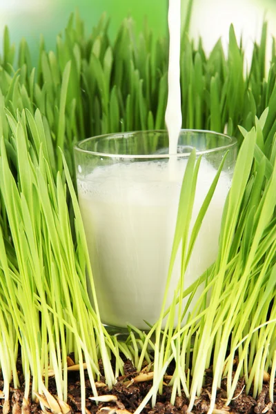 ガラス立っている草の上にミルクを注ぐをクローズ アップ — ストック写真