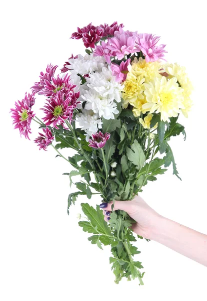 Bouquet of beautiful chrysanthemums in hand isolated on white — Stock Photo, Image