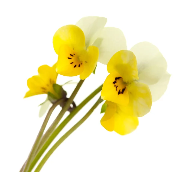 Little wild pansies, isolated on white — Stock Photo, Image