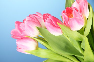 Mavi arka planda pembe laleler