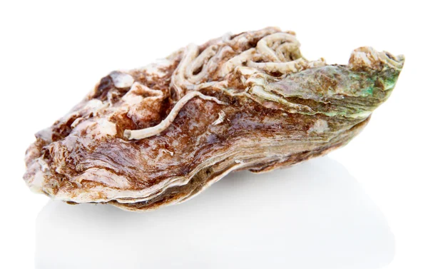 Oesters geïsoleerd op wit — Stockfoto