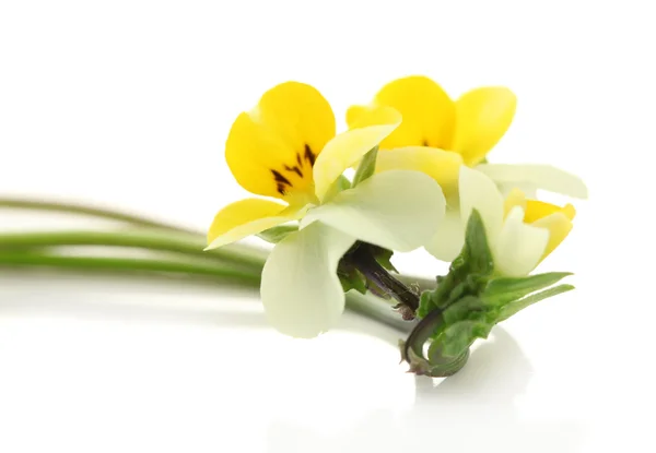 Piccole margherite selvatiche, isolate su bianco — Foto Stock