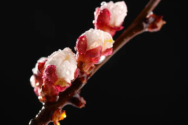 Beautiful apricot blossom with drops on black background — Stock Photo, Image