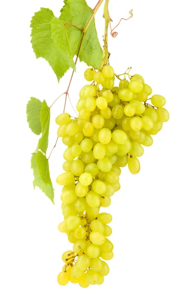 Ripe sweet grapes isolated on whit — Stock Photo, Image