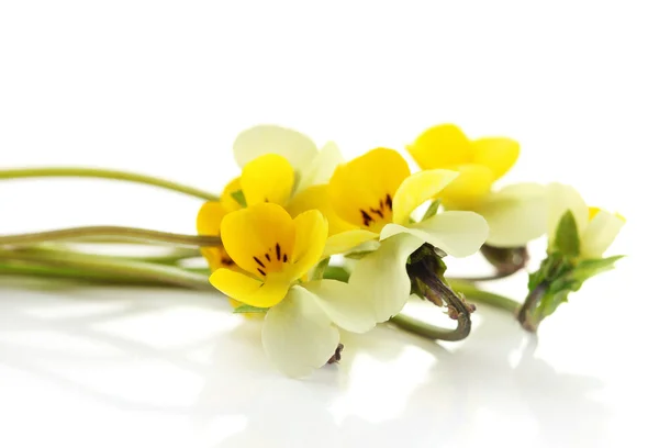 Little wild pansies, isolated on white — Stock Photo, Image