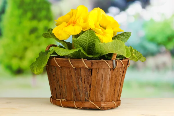 Piękny żółty Pierwiosnek w kosz na drewnianym stole na zielonym tle — Zdjęcie stockowe