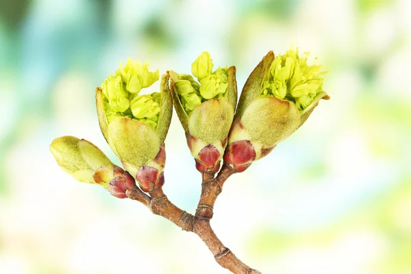 Blommande knoppar på träd på ljus bakgrund — Stockfoto
