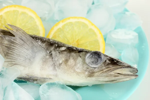 Frozen fish in plate with ice isolated on white — Stock Photo, Image