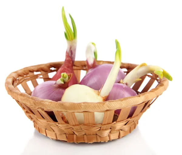 Cebollas germinantes en cesta aisladas sobre blanco — Foto de Stock