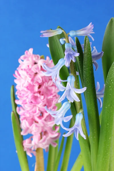 Beautiful hyacinths, on color background — Stock Photo, Image