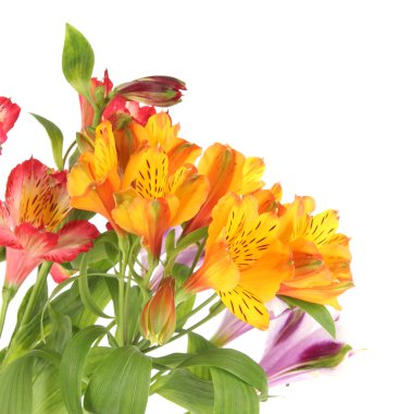 Alstroemeria flowers isolated on white clipart