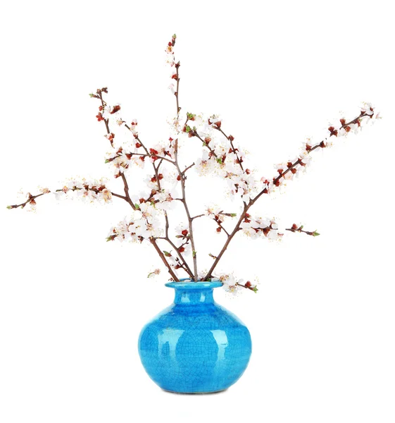Schöne blühende Zweige in der Vase isoliert auf weiß — Stockfoto