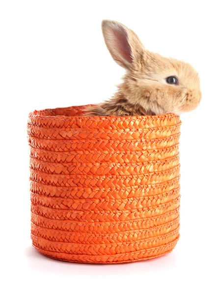 Fluffy foxy rabbit in wicker basket isolated on white — Stock Photo, Image