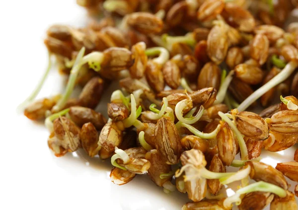 Wheat germs, close up — Stock Photo, Image