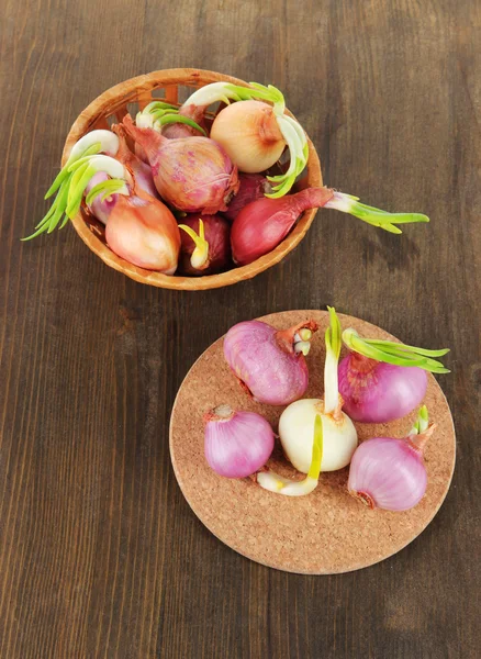 Sprouting onions on board and in basket on wooden table — Stock Photo, Image