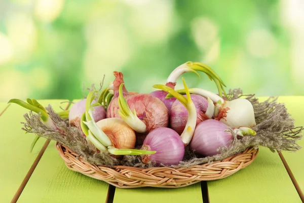 Sepette doğa arka plan üzerinde filizlenen soğan — Stok fotoğraf