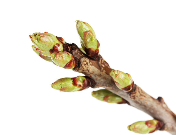 Цветущие почки на дереве, изолированные на белом
