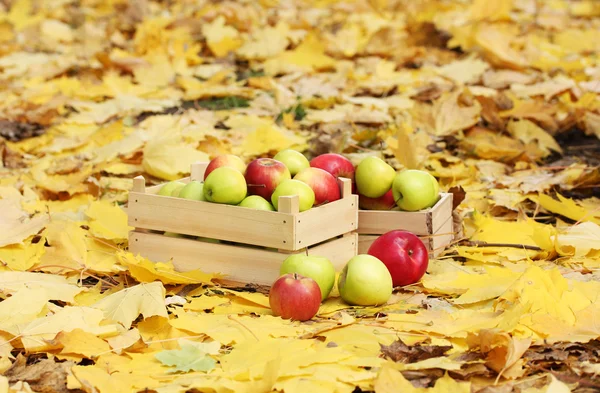 秋の葉の庭で新鮮な熟したリンゴの木箱 — ストック写真