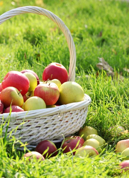 Καλάθι με φρέσκα ώριμα μήλα στον κήπο για την πράσινη χλόη — Φωτογραφία Αρχείου