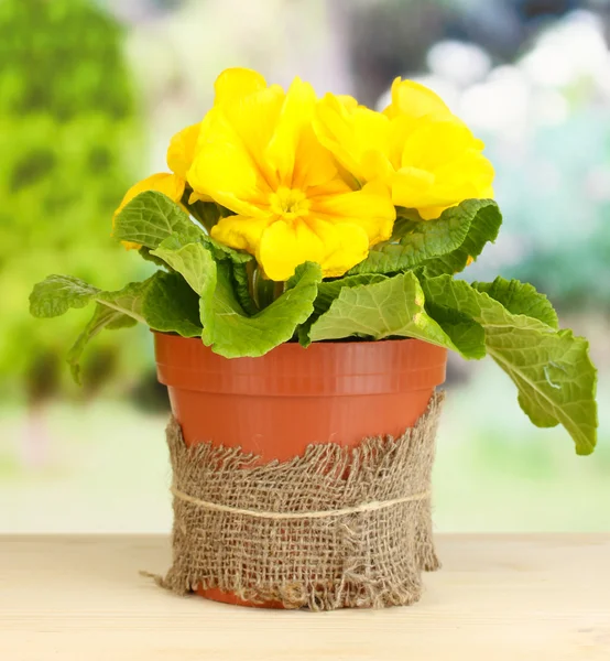 Schöne gelbe Primeln im Blumentopf auf Holztisch auf grünem Hintergrund — Stockfoto