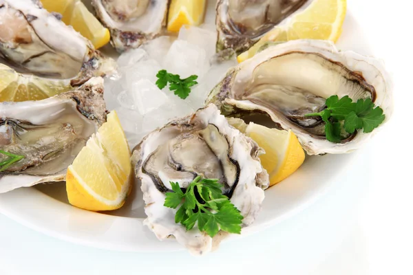 Oesters geïsoleerd op wit — Stockfoto