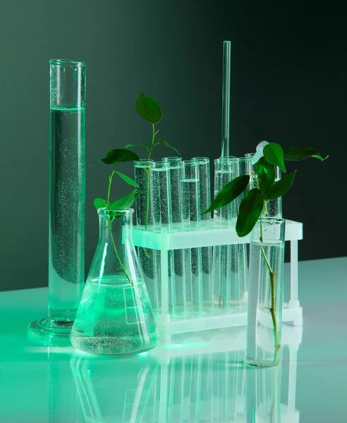 Reageerbuisjes met plant op grijs-groene achtergrond — Stockfoto