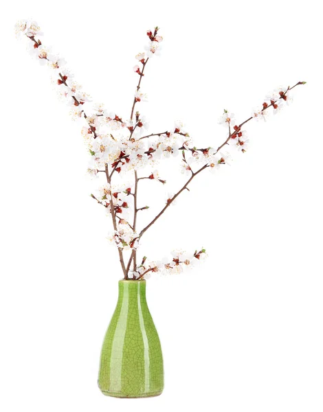 Belos ramos floridos em vaso isolado em branco — Fotografia de Stock