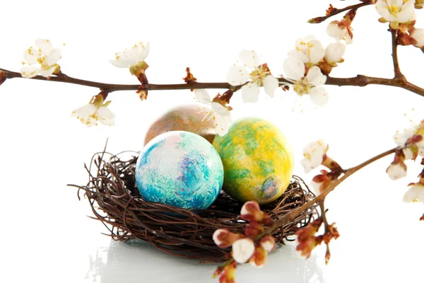 Easter eggs in nest isolated on white — Stock Photo, Image