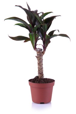 tencerede beyaz izole küçük ağaç