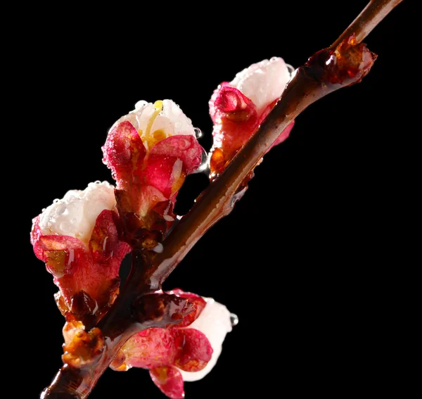 Vackra aprikos blomma med droppar på svart bakgrund — Stockfoto